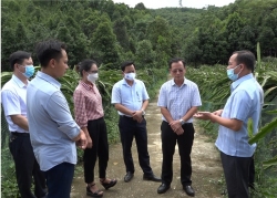 Phó Chủ tịch Thường trực UBND tỉnh Hoàng Quốc Khánh kiểm tra tình hình sản xuất, chế biến, tiêu thụ một số cây trồng trên địa bàn huyện Bảo Yên