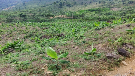 Xã Xuân Hòa phấn đấu tăng diện tích trồng chuối mô lên 30 ha trong năm 2022