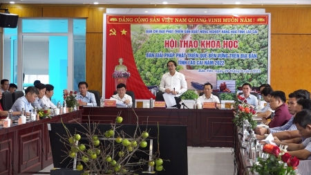 Ban chỉ đạo phát triển sản xuất nông nghiệp hàng hóa tỉnh Lào Cai tổ chức Hội thảo khoa học bàn giải pháp phát triển quế bền vững trên địa bàn tỉnh