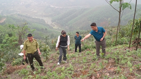 Đoàn công tác tiến hành kiểm tra, nghiệm thu diện tích cây quế giống, trồng quế tại bản Bông 3, xã Bảo Hà
