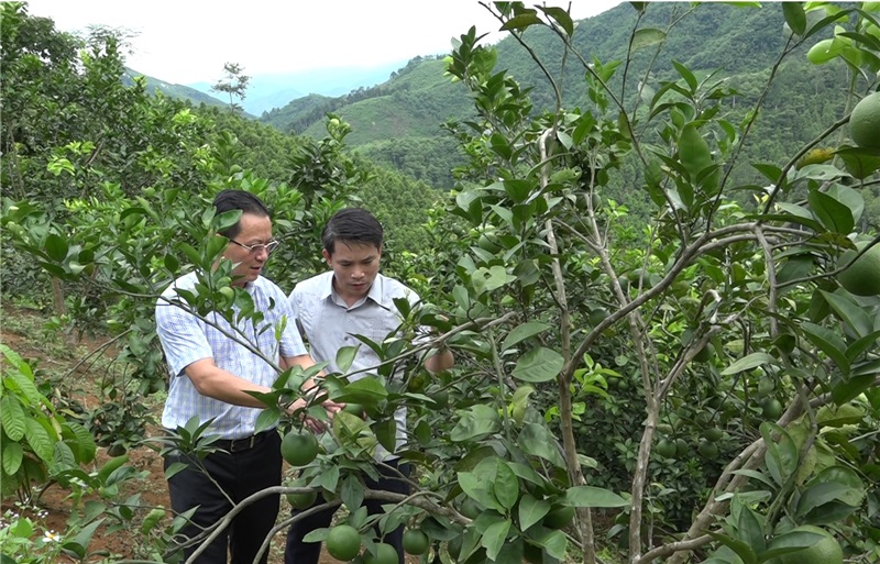 Phó Chủ tịch Thường trực UBND tỉnh Hoàng Quốc Khánh kiểm tra thực tế mô hình trồng cây cam tại xã Kim Sơn