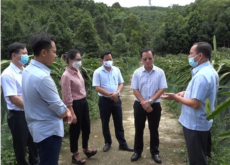 Phó Chủ tịch Thường trực UBND tỉnh Hoàng Quốc Khánh kiểm tra thực tế mô hình trồng cây thanh long tại xã Minh Tân