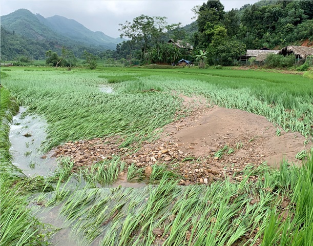 Mưa lớn tại xã Phúc Khánh và Việt Tiến làm nhiều diện tích lúa, hoa màu bị thiệt hại2