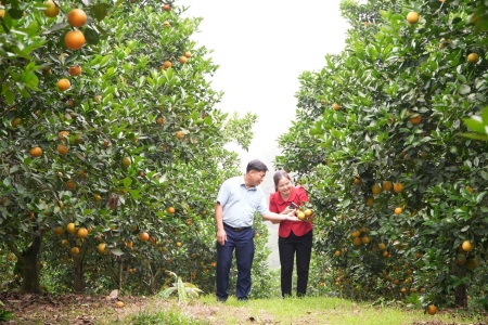 Bảo Yên triển khai kế hoạch phát triển vùng sản xuất Cam trên địa bàn, giai đoạn 2024 – 2025