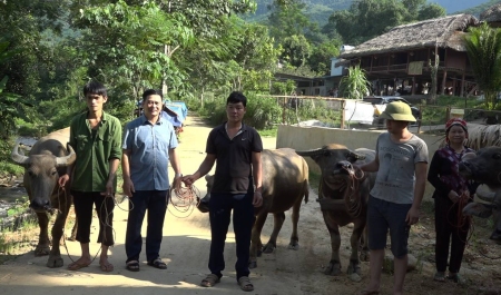 11 hộ nghèo, hộ cận nghèo, hộ mới thoát nghèo xã Phúc Khánh được nhận giống trâu sinh sản