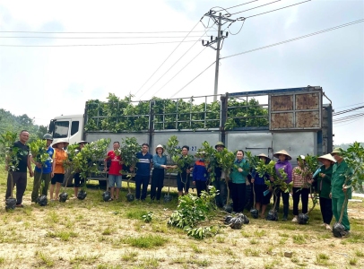 Bảo Yên: cấp phát 2.000 cây giống bưởi da xanh cho hội viên nông dân