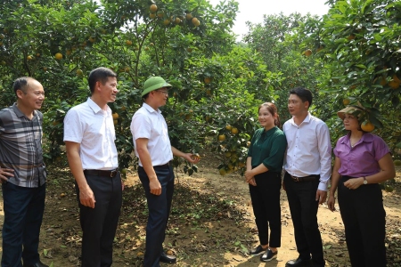 Bảo Yên phát triển vùng trồng cam hàng hóa
