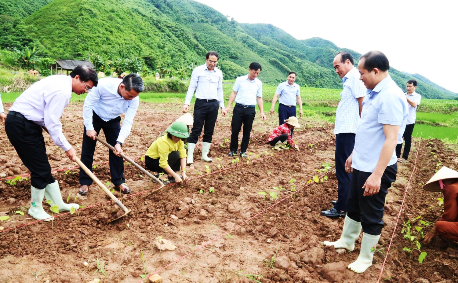 Bí thư Tỉnh ủy Đặng Xuân Phong cùng đoàn công tác Tham gia cùng nông dân trồng cây dâu tại xã Kim Sơn