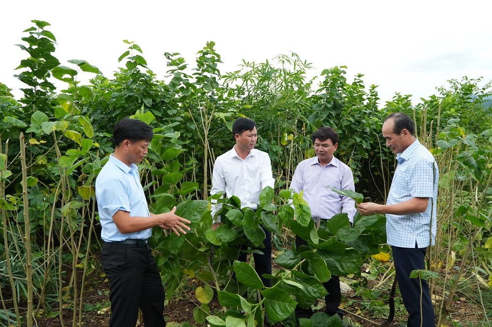 Thăm mô hình trồng dâu của nông dân tại xã Kim Sơn